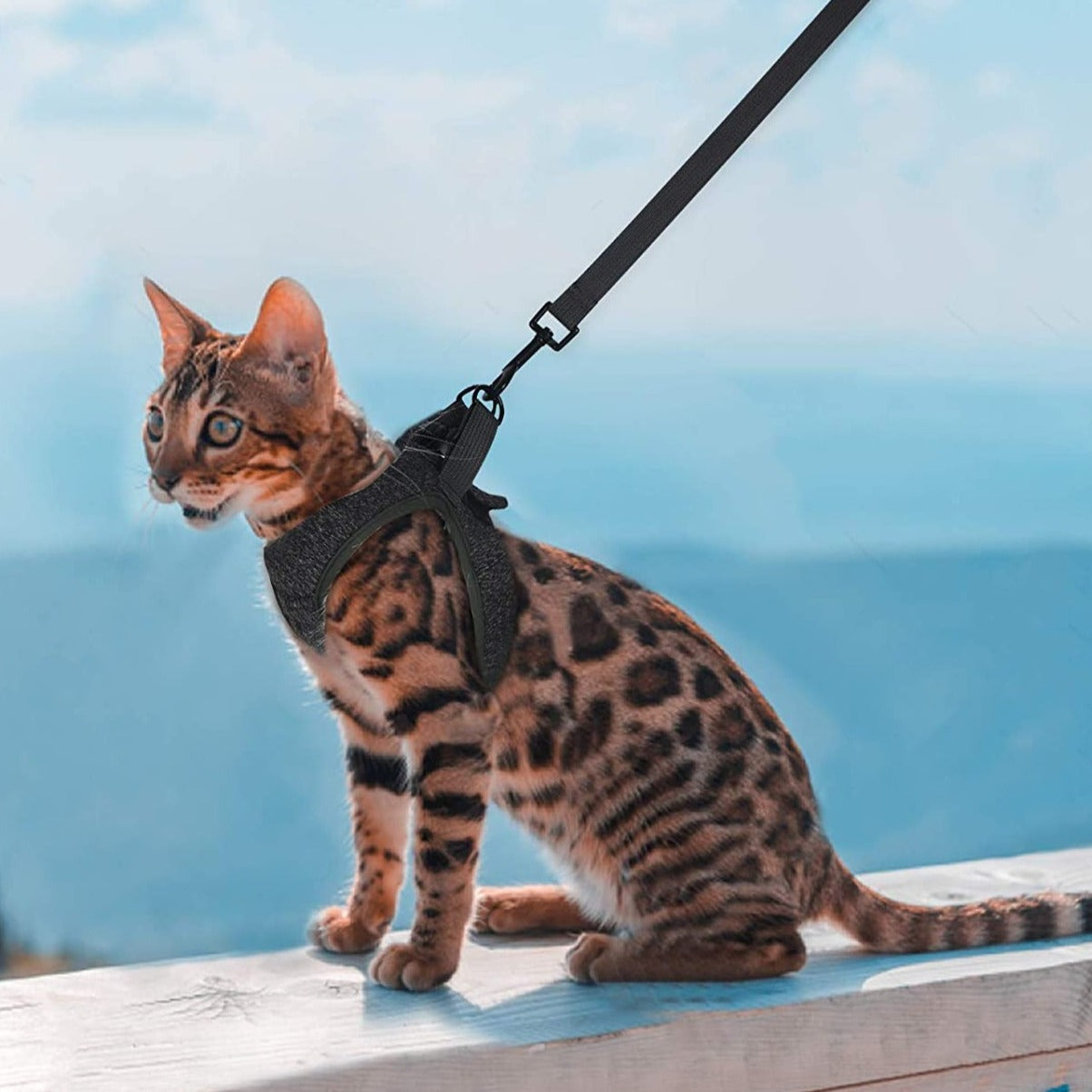 Harnais + Laisse design Velcro anti-évasion réglable